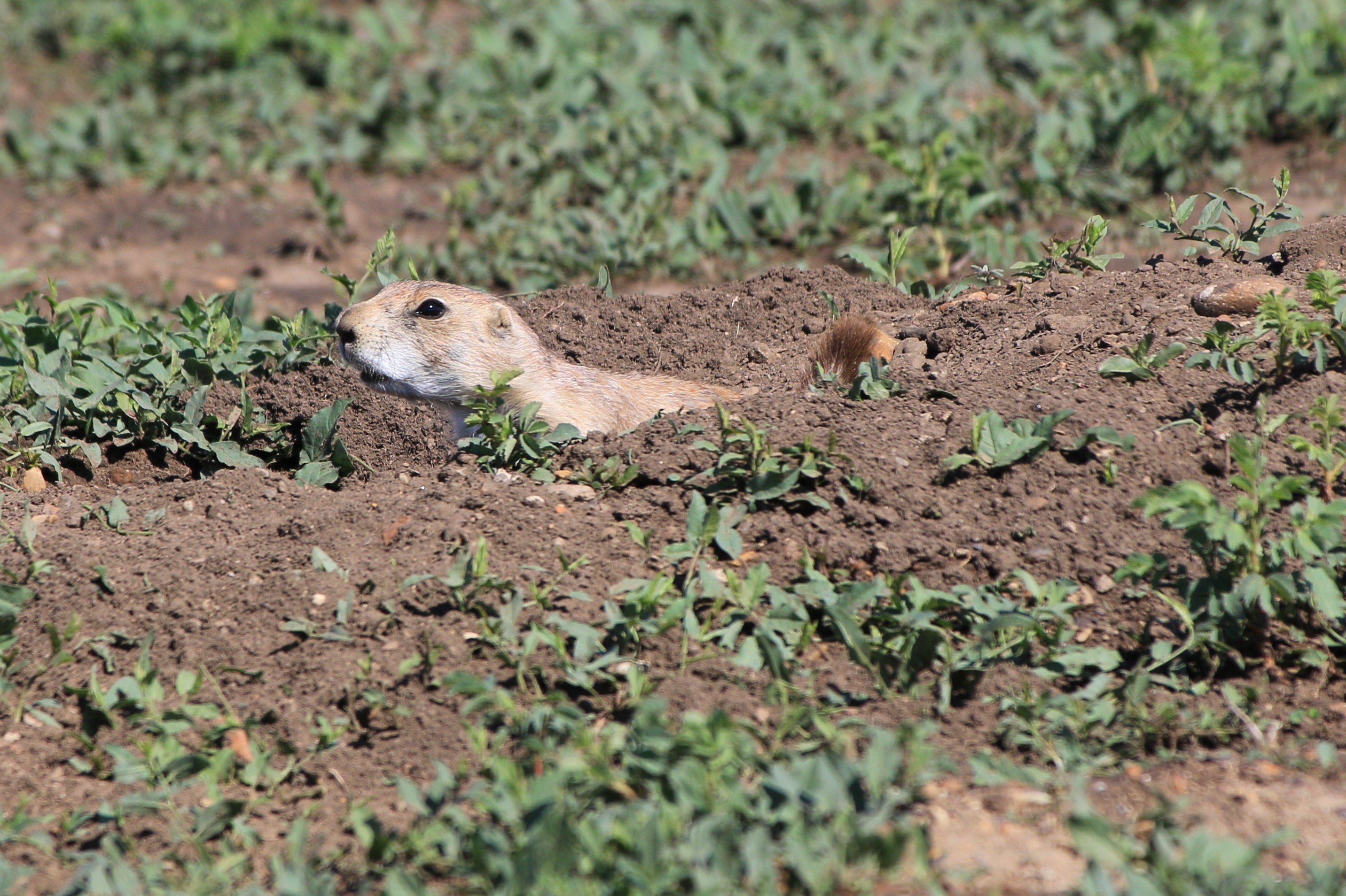 Theodore Roosevelt NP